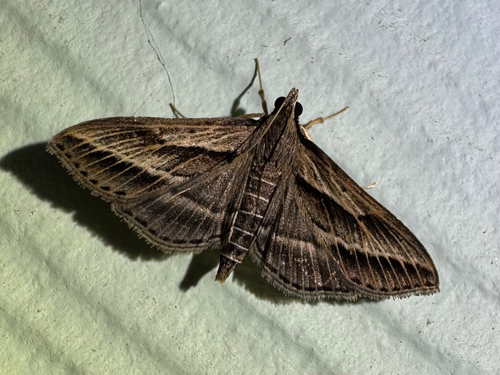Omiodes accepta observed 2025-08-18