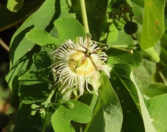 Passiflora mexicana