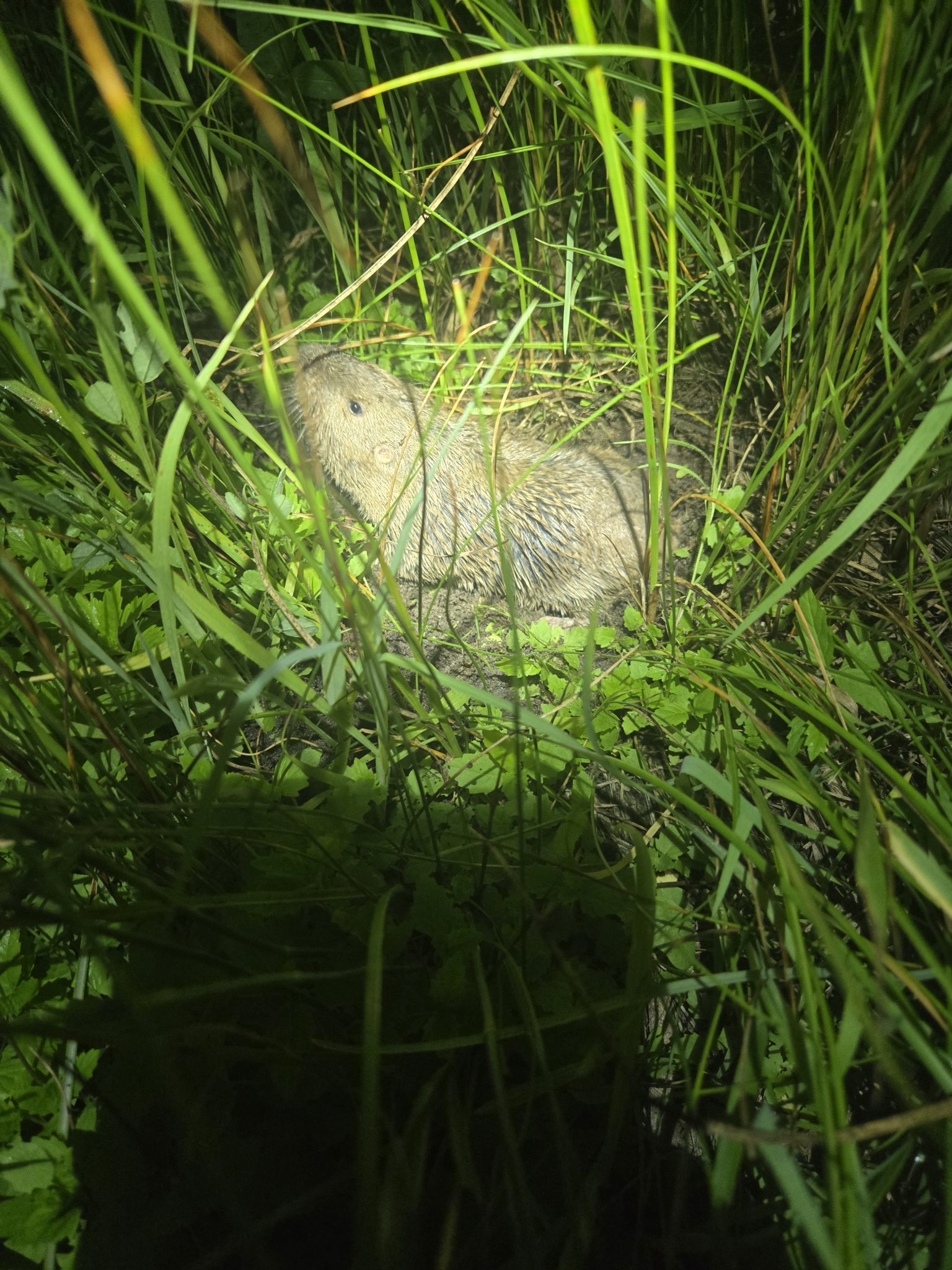 Pale Pocket Gopher photo 3