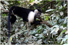 Colobus angolensis