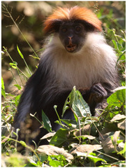 Piliocolobus gordonorum