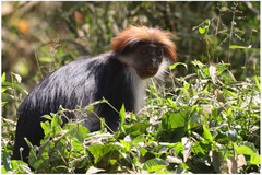 Piliocolobus gordonorum