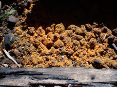 Anthracobia muelleri