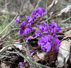 Hardenbergia violacea