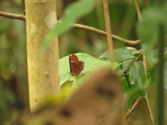 Abisara
