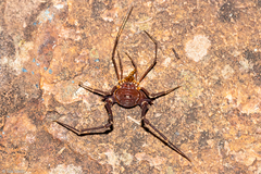 Krateromaspis dilatata