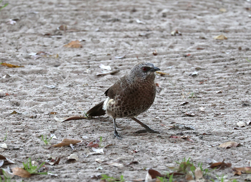 Hartlaub's Babbler