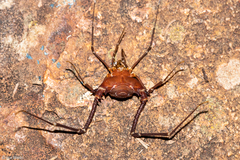 Krateromaspis dilatata