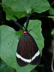 Pidorus