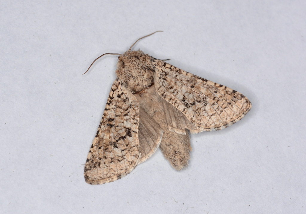 Catopta rocharva