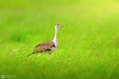 Great Indian Bustard photo 4