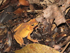 Ingerophrynus celebensis