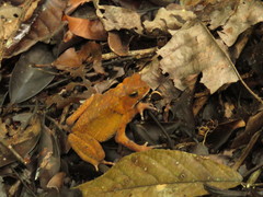 Ingerophrynus celebensis