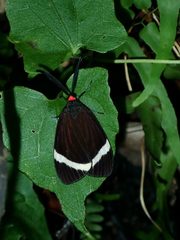 Pidorus