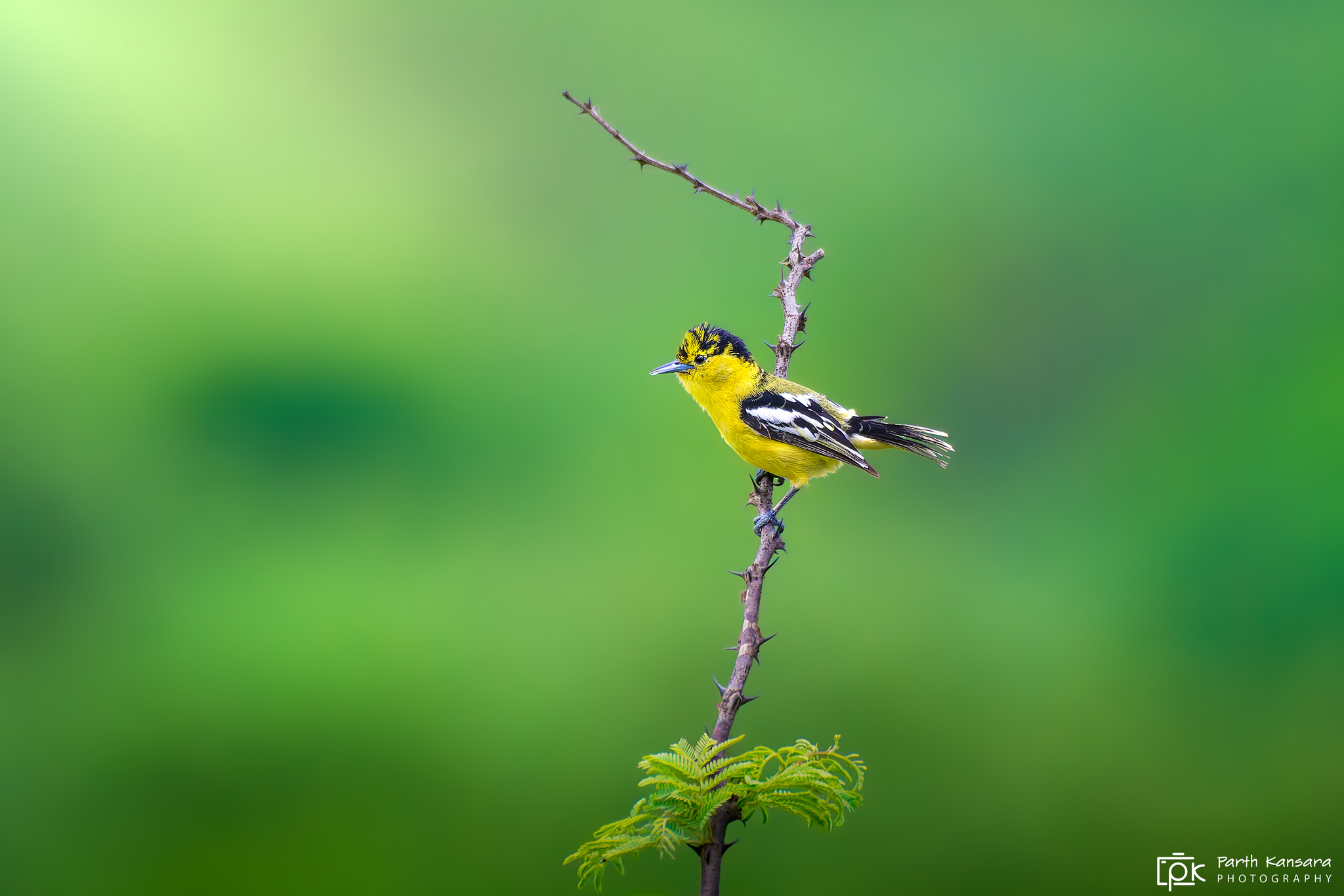 Marshall's Iora (Aegithina nigrolutea), photo 5