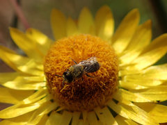 Lasioglossum