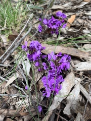 Hardenbergia violacea