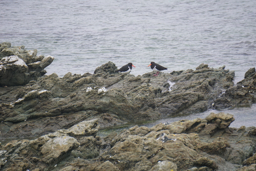 Chatham Islands Oystercatcher (Haematopus chathamensis), photo 4