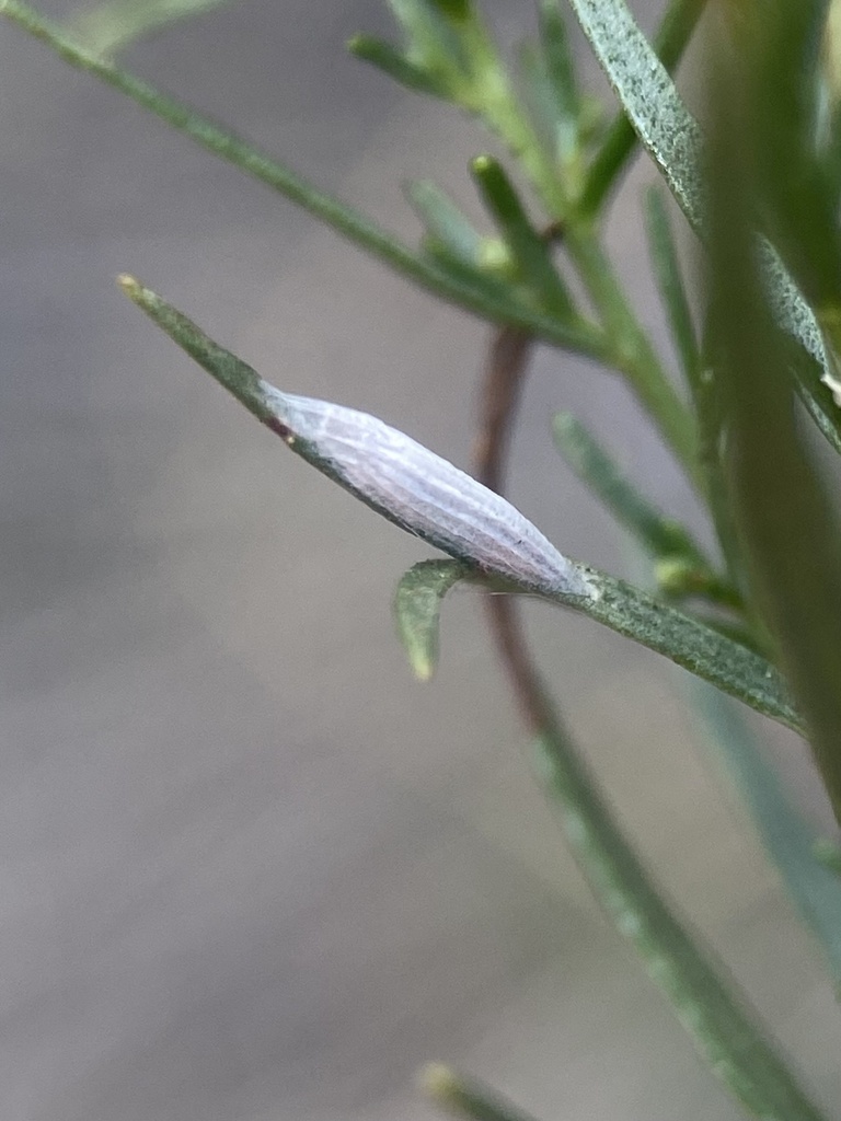 Bucculatrix leptalea