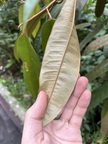 Durio zibethinus