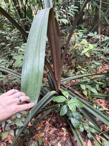 Pandanus houlletii observed 2025-08-13