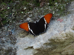 Siproeta epaphus epaphus
