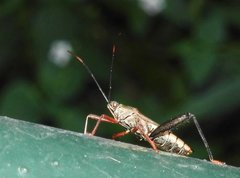 Notobitus sexguttatus