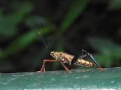 Notobitus sexguttatus