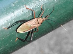 Notobitus sexguttatus