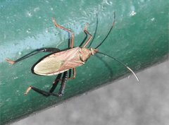 Notobitus sexguttatus