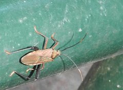 Notobitus sexguttatus