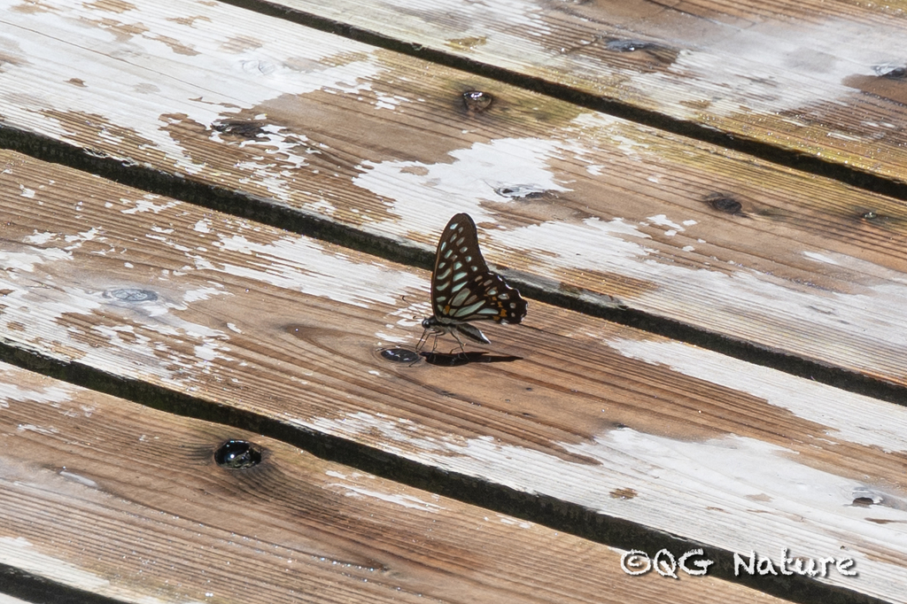 Graphium leechi