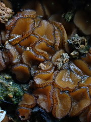 Anthracobia muelleri