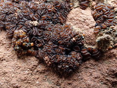 Anthracobia muelleri