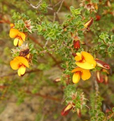Pultenaea densifolia