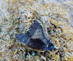 Pterochelus triformis