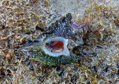 Pterochelus triformis