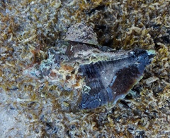 Pterochelus triformis