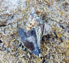 Pterochelus triformis