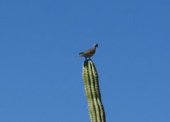 Patagioenas corensis