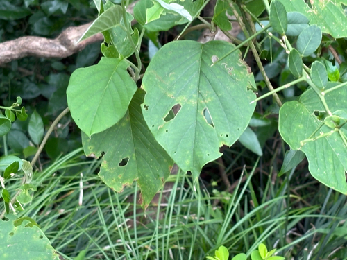 Argyreia formosana, photograph 2