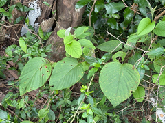 Argyreia formosana, photograph (c) 黃美滿, some rights reserved (CC BY)
