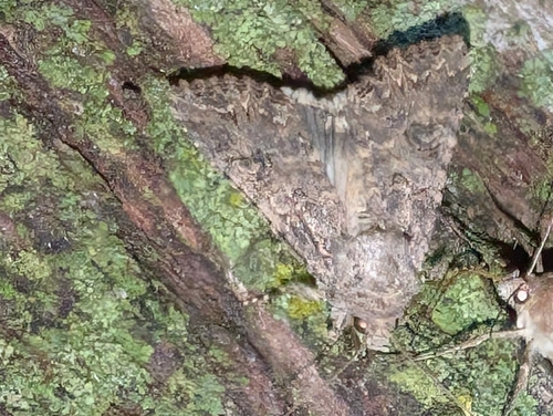 Nutmeg Moth photo 5