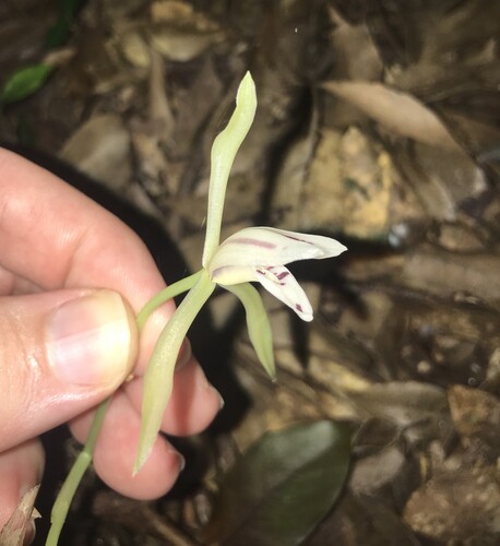 Bamboo-leaf orchid (Cymbidium lancifolium)