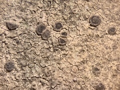 Rinodina