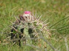 Melocactus curvispinus