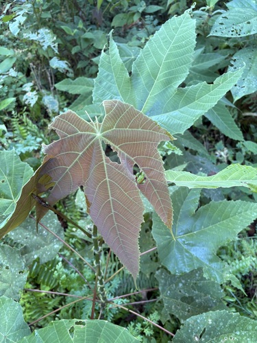 Macaranga triloba observed 2025-08-14