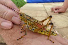 Romalea microptera