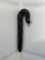 Archispirostreptus syriacus