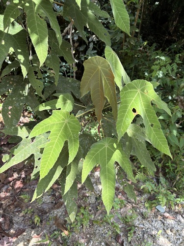 Macaranga triloba observed 2025-08-14